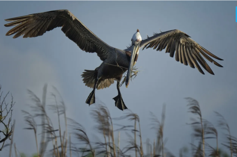 FOTOGRAFIA COMO MEDIO PARA LA CONSERVACIÓN DE LAS AVES